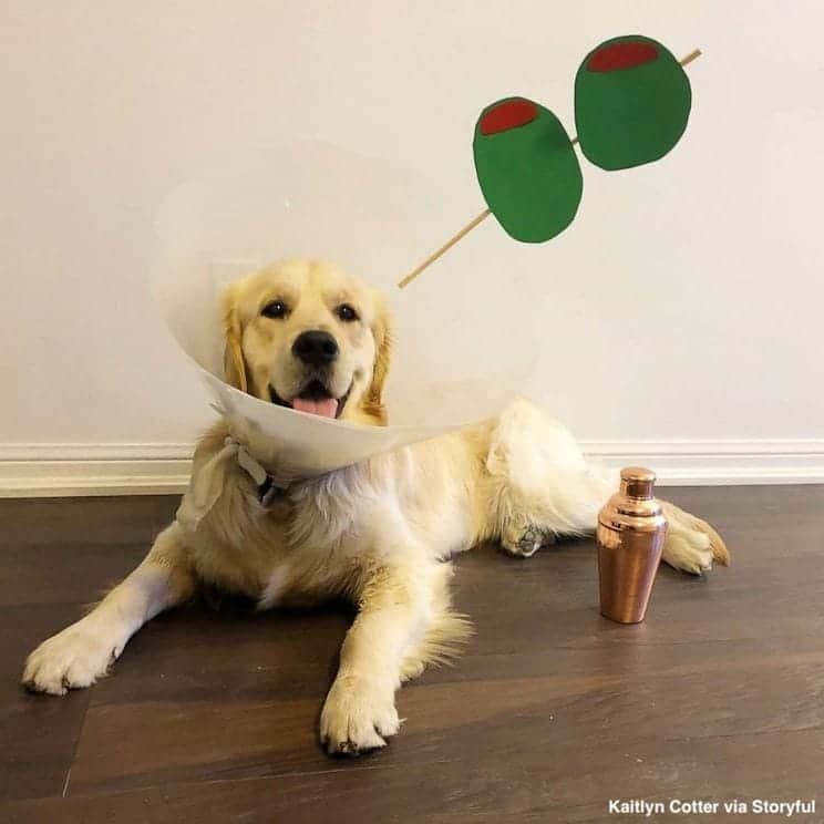 ABC Newsさんのインスタグラム写真 - (ABC NewsInstagram)「Golden retriever's post-op plastic cone becomes a viral photo op. #dog #dogs #cuteanimals #animalphotography」4月9日 3時32分 - abcnews