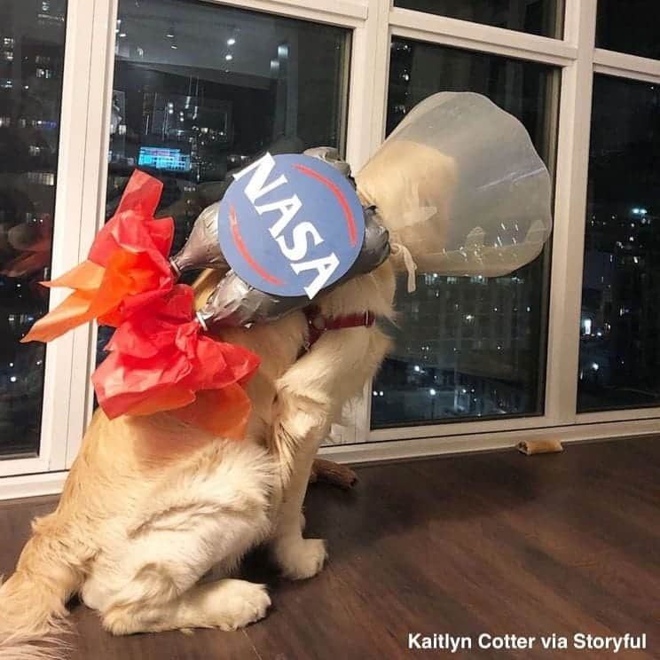 ABC Newsさんのインスタグラム写真 - (ABC NewsInstagram)「Golden retriever's post-op plastic cone becomes a viral photo op. #dog #dogs #cuteanimals #animalphotography」4月9日 3時32分 - abcnews