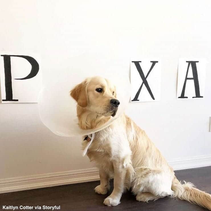 ABC Newsさんのインスタグラム写真 - (ABC NewsInstagram)「Golden retriever's post-op plastic cone becomes a viral photo op. #dog #dogs #cuteanimals #animalphotography」4月9日 3時32分 - abcnews