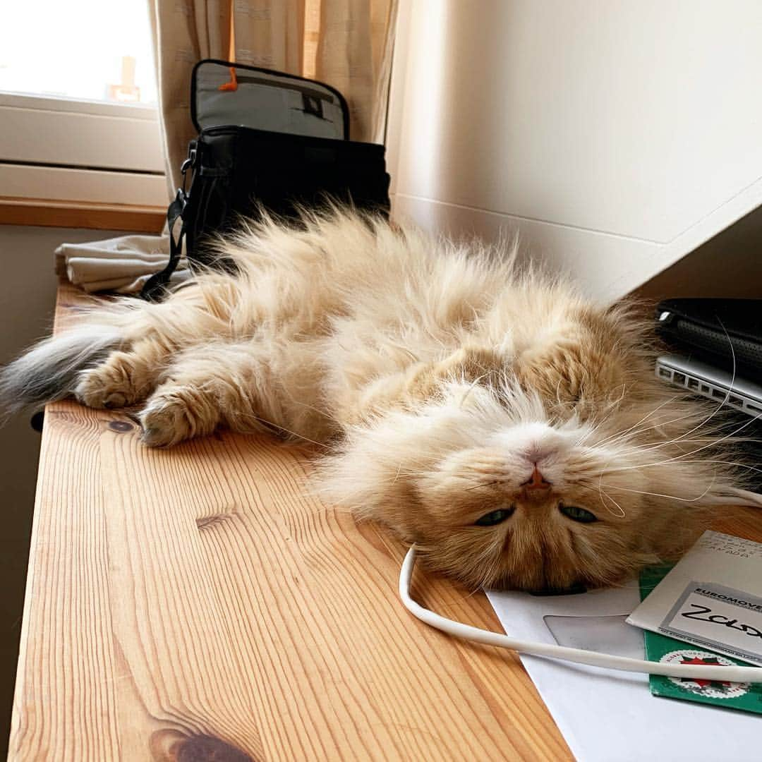 Smoothieさんのインスタグラム写真 - (SmoothieInstagram)「When it’s only Monday and you’re already done.」4月9日 3時49分 - smoothiethecat