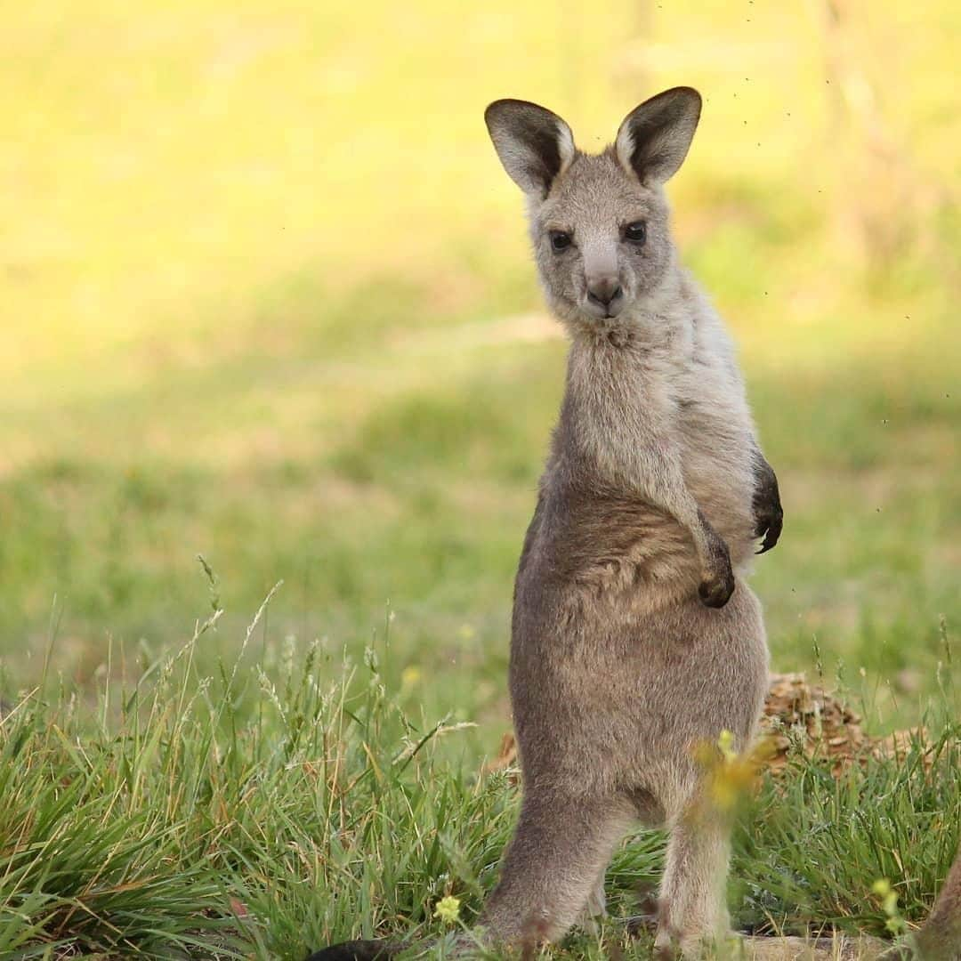 Australiaさんのインスタグラム写真 - (AustraliaInstagram)「“Alright, does this pose speak 'deep in thought and a touch serious' to you?” 📸 @ks_birdphotography spotted this photogenic #kangaroo joey working it for the camera in #TidbinbillaNatureReserve, an area of protected bushland that’s a 40-minute drive from @visitcanberra. A wide range of Aussie animals call this reserve home, and there are vast wetlands, grasslands and forests to explore here. TIP: Book a @canberraurbanadventures guided walk for your best chance to see as much #wildlife as possible, and experience an Aboriginal cultural tour with @dharwratours to visit Aboriginal sites and learn about bush food and culture in the park.  #seeaustralia #visitcanberra #wildlifephotography #travel #weeklyfluff」4月9日 4時00分 - australia