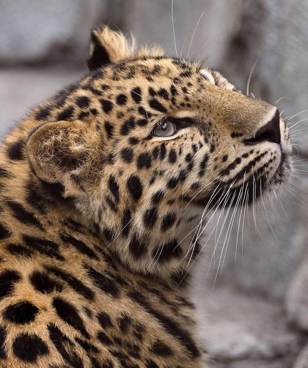San Diego Zooさんのインスタグラム写真 - (San Diego ZooInstagram)「Happy belated 1st bday to our pawsome Amur cub duo, Dot and Mae! 🎉 With fewer than 80 individuals left in the wild, Amur leopards are the rarest big cat species on the planet. To put that into perspective, the Zoo is currently home to 8 Amur leopards, which represents about 10% of the wild population. But these bright spots provide hope for the Amur subspecies and we’re proud to help get these cats out of the tough spot they’re currently in. #bigcatsofinstagram #brightspots #criticallyendangered #amurleopard #sandiegozoo #EndExtinction 📷Mike Wilson (L-R: Dot Then & Now, Mae Then & Now)」4月9日 4時17分 - sandiegozoo