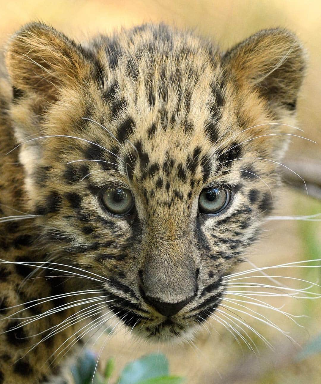 San Diego Zooさんのインスタグラム写真 - (San Diego ZooInstagram)「Happy belated 1st bday to our pawsome Amur cub duo, Dot and Mae! 🎉 With fewer than 80 individuals left in the wild, Amur leopards are the rarest big cat species on the planet. To put that into perspective, the Zoo is currently home to 8 Amur leopards, which represents about 10% of the wild population. But these bright spots provide hope for the Amur subspecies and we’re proud to help get these cats out of the tough spot they’re currently in. #bigcatsofinstagram #brightspots #criticallyendangered #amurleopard #sandiegozoo #EndExtinction 📷Mike Wilson (L-R: Dot Then & Now, Mae Then & Now)」4月9日 4時17分 - sandiegozoo