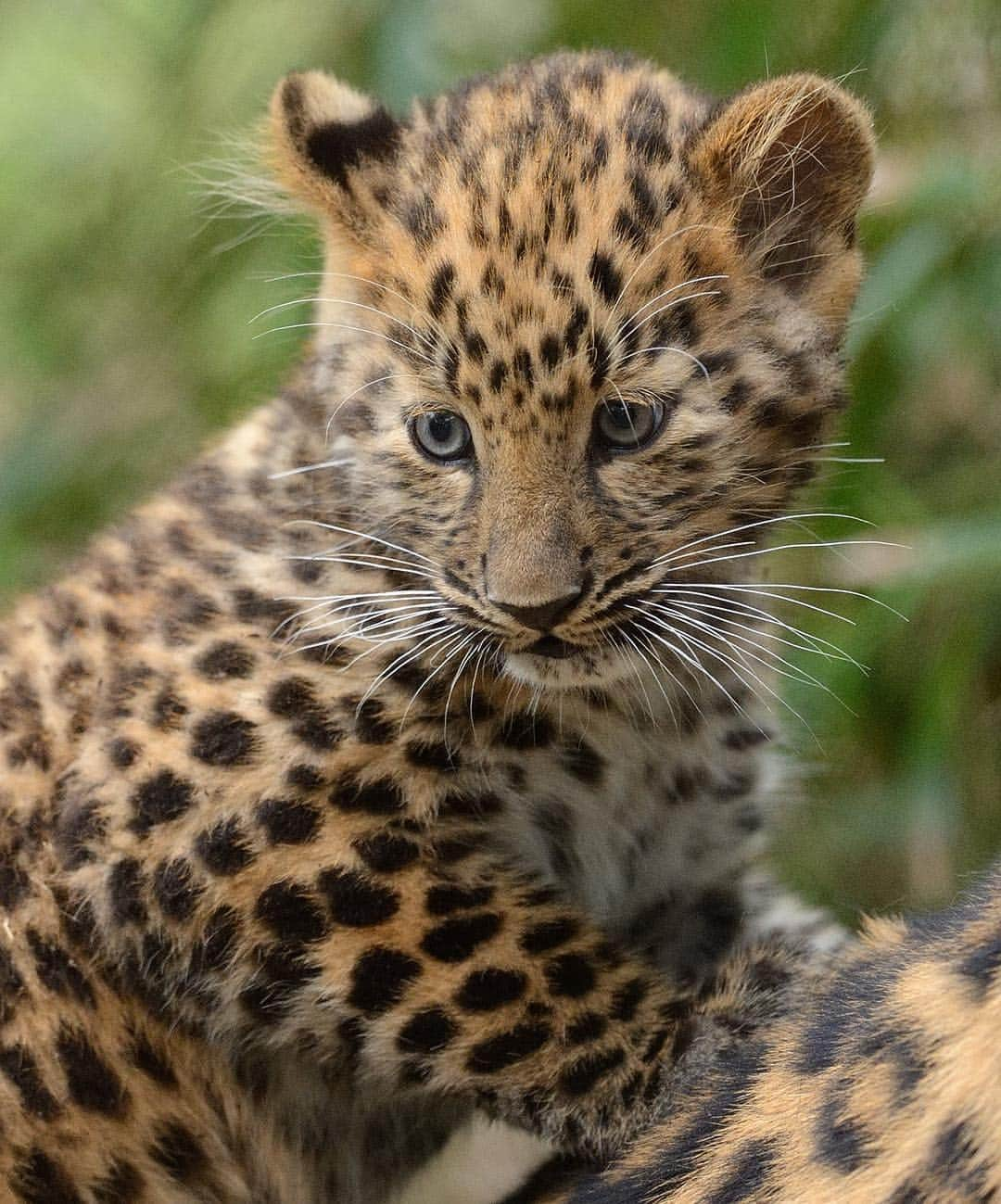 San Diego Zooさんのインスタグラム写真 - (San Diego ZooInstagram)「Happy belated 1st bday to our pawsome Amur cub duo, Dot and Mae! 🎉 With fewer than 80 individuals left in the wild, Amur leopards are the rarest big cat species on the planet. To put that into perspective, the Zoo is currently home to 8 Amur leopards, which represents about 10% of the wild population. But these bright spots provide hope for the Amur subspecies and we’re proud to help get these cats out of the tough spot they’re currently in. #bigcatsofinstagram #brightspots #criticallyendangered #amurleopard #sandiegozoo #EndExtinction 📷Mike Wilson (L-R: Dot Then & Now, Mae Then & Now)」4月9日 4時17分 - sandiegozoo