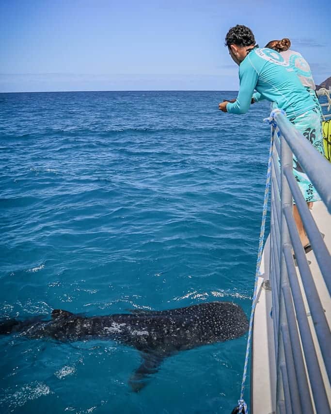 And Youさんのインスタグラム写真 - (And YouInstagram)「One of our tours received a surprise visitor! A curious and very beautiful whale shark cruised up to our boat to say hey 🐳 🦈. #ourplanetdaily #surprise #hawaiivacation #hawaiitour #discoverocean」4月9日 4時29分 - dolphinsandyou