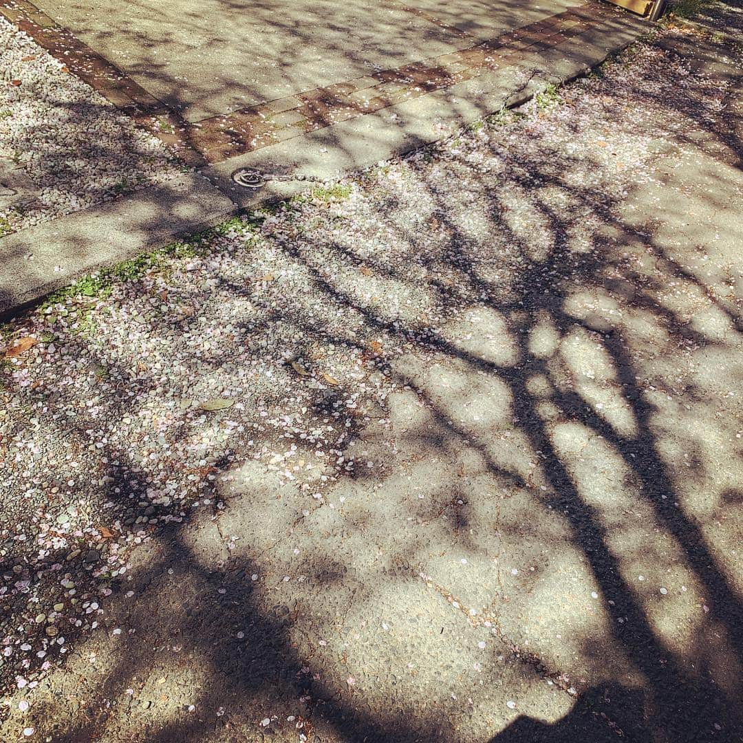 クリス智子さんのインスタグラム写真 - (クリス智子Instagram)「地面に咲きはじめた桜 - Sakura blooming on the ground.」4月9日 9時55分 - chris_tomoko