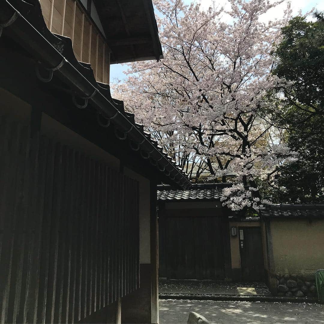 akkoさんのインスタグラム写真 - (akkoInstagram)「金沢にて🌸 満開の桜に再びうっとり☺️ #akko #akkostagram #mll」4月9日 9時57分 - mllakko