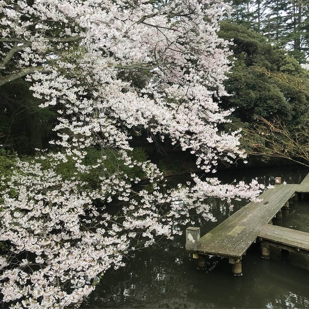 akkoさんのインスタグラム写真 - (akkoInstagram)「金沢にて🌸 満開の桜に再びうっとり☺️ #akko #akkostagram #mll」4月9日 9時57分 - mllakko