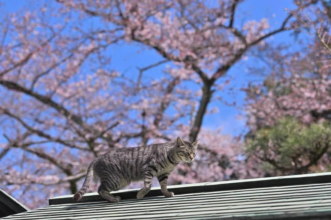 NEKOくらぶさんのインスタグラム写真 - (NEKOくらぶInstagram)「|| ボクのおさんぽコースも桜咲いたにゃぁ〜🌸⠀ *⠀ Facebookから、Hiroko Kondoさんの作品ですにゃ（＝ΦωΦ＝）⠀ https://www.facebook.com/hiroko.kondo.5220⠀ *⠀ 投稿いただいたURL⠀ https://www.facebook.com/photo.php?fbid=1642693965874013⠀ *⠀ いいね！＆コメント大歓迎！！⠀ *⠀ #nekoclub #NEKOくらぶ #Japan #Photo #写真 #日本 #cat #ネコ #ねこ #猫 ⠀ Follow: @nekoclub_jpn⠀ *⠀ ▼【廣済堂出版共同企画】NEKOくらぶの皆さまとつくる「NEKOくらぶ写真集」、発売中♪（＝ΦωΦ＝）⠀ ※詳細は本アカウント「 @nekoclub_jpn 」のプロフィールに固定しているハイライトから」4月9日 10時00分 - nekoclub_jpn