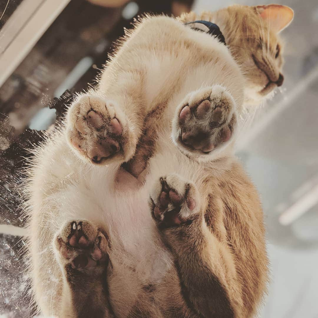 Fresh Stepさんのインスタグラム写真 - (Fresh StepInstagram)「Just showing off the clean paws. 🐾 #toebeans」4月9日 5時45分 - freshstep