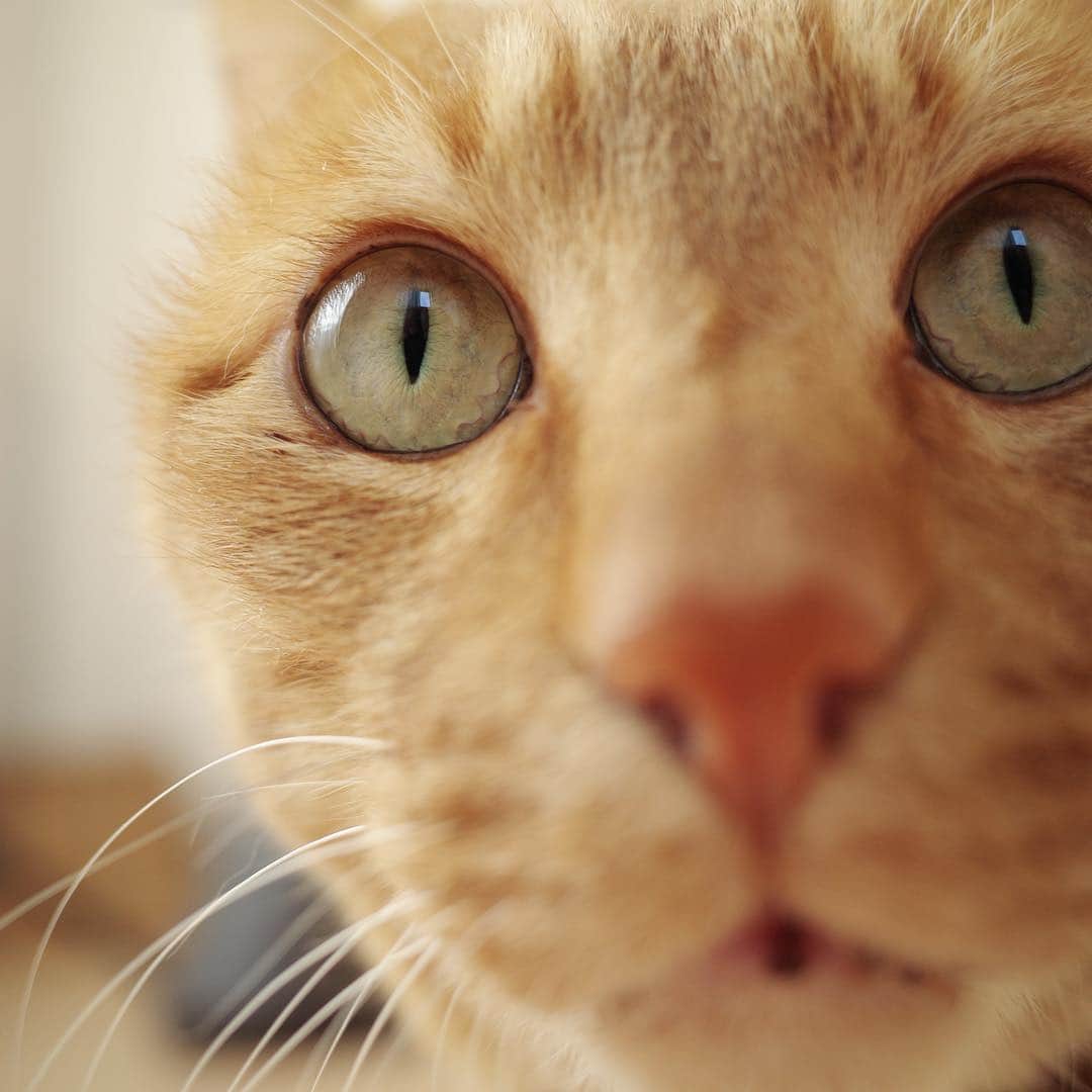 末吉 弦太さんのインスタグラム写真 - (末吉 弦太Instagram)「新しく家猫撮影用カメラとして購入したGRⅢのテストショットでマイケルがドアップを撮らせてくれました。  #僕らの居場所は言わにゃいで ・ 外で暮らす動物たちの写真をインターネット上で公開する際は、虐待や遺棄を考えている人たちがあなたの発信した情報を悪用する可能性について考慮し、具体的な地名や位置情報などを伏せるようご配慮をお願い申し上げます。 ・ When you post the photo of stray cat, Please Don’t publish about location. If Abusers find your photo.They will come to hurt strays. Please save the life of animals !! ・ 为了在外生存的流浪猫和其它动物们能够平静的生活，请不要公开摄影的场所. ・ 길 고양이나 야외 생활을 하고 있는 동물들의 편안한 생활을 위해 촬영 장소는 공개하지 않도록 하겠습니다. ・ หากคุณถ่ายรูปแมวจรจัด กรุณาอย่าลงสถานที่ที่คุณได้ถ่ายพวกเค้าไว้ เนื่องจากอาจมีคนใจร้ายไปทำอันตรายต่อแมวได้ มาช่วยกันอนุรักษ์แมวกันนะครับ」4月9日 5時53分 - gtx_777r