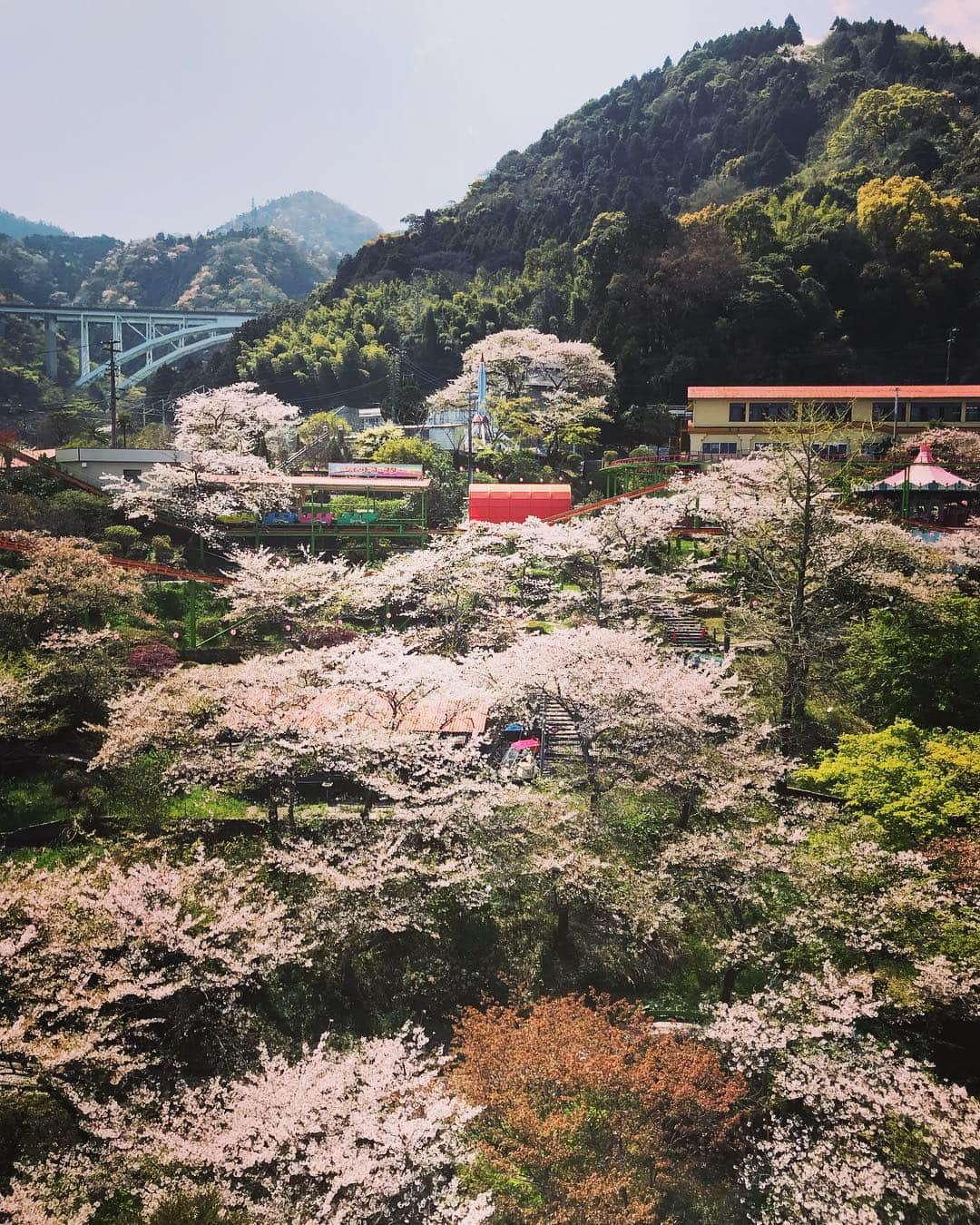 齊藤美絵さんのインスタグラム写真 - (齊藤美絵Instagram)「懐かしの地で桜を満喫🌸  キレイ〜✨と声をあげるごとに 桜吹雪🌸🌸🌸 #桜 #Sakura #別府 #大分 #ラクテンチ #お花見  #ノスタルジック遊園地 #ツタエルヒト。」4月9日 6時07分 - saitomie