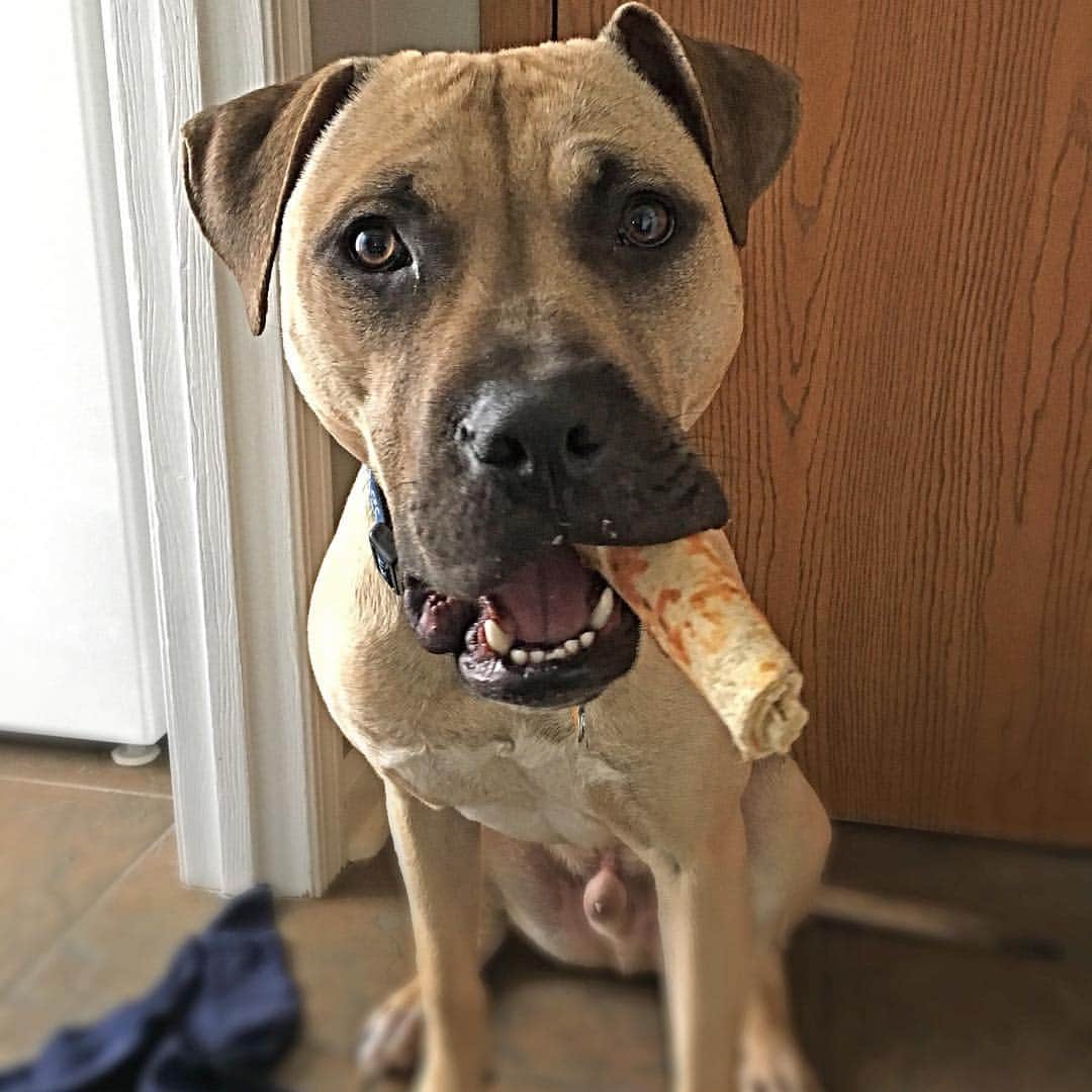DogsOf Instagramさんのインスタグラム写真 - (DogsOf InstagramInstagram)「In honor of National Dogfighting Awareness Day, we’re sharing this story of a sweet dogfighting rescue named Atlas. Atlas was rescued as a young pup from suspected dogfighting by @ASPCA in April 2016. After being transferred to an ASPCA partner rescue, Atlas met Paula, an adopter who’d been looking for a young pit bull to join her family. Though Atlas was new to most experiences in the outside world, Paula and her husband worked with him as he adjusted to becoming a beloved pet. Now, Atlas continues to grow in his home with Paula—he even has a new baby sister he was recently introduced to! In honor of National Dogfighting Awareness Day, please consider signing the HEART Act petition, which helps dogfighting victims like Atlas find loving homes quicker: ASPCA.org/AFightingChance #FightingChance」4月9日 6時08分 - dogsofinstagram