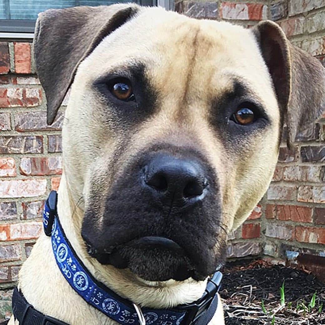 のインスタグラム：「In honor of National Dogfighting Awareness Day, we’re sharing this story of a sweet dogfighting rescue named Atlas. Atlas was rescued as a young pup from suspected dogfighting by @ASPCA in April 2016. After being transferred to an ASPCA partner rescue, Atlas met Paula, an adopter who’d been looking for a young pit bull to join her family. Though Atlas was new to most experiences in the outside world, Paula and her husband worked with him as he adjusted to becoming a beloved pet. Now, Atlas continues to grow in his home with Paula—he even has a new baby sister he was recently introduced to! In honor of National Dogfighting Awareness Day, please consider signing the HEART Act petition, which helps dogfighting victims like Atlas find loving homes quicker: ASPCA.org/AFightingChance #FightingChance」