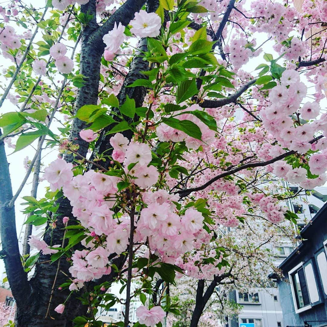下関マグロさんのインスタグラム写真 - (下関マグロInstagram)「葉桜が好きです」4月9日 6時13分 - maguro_shimonoseki