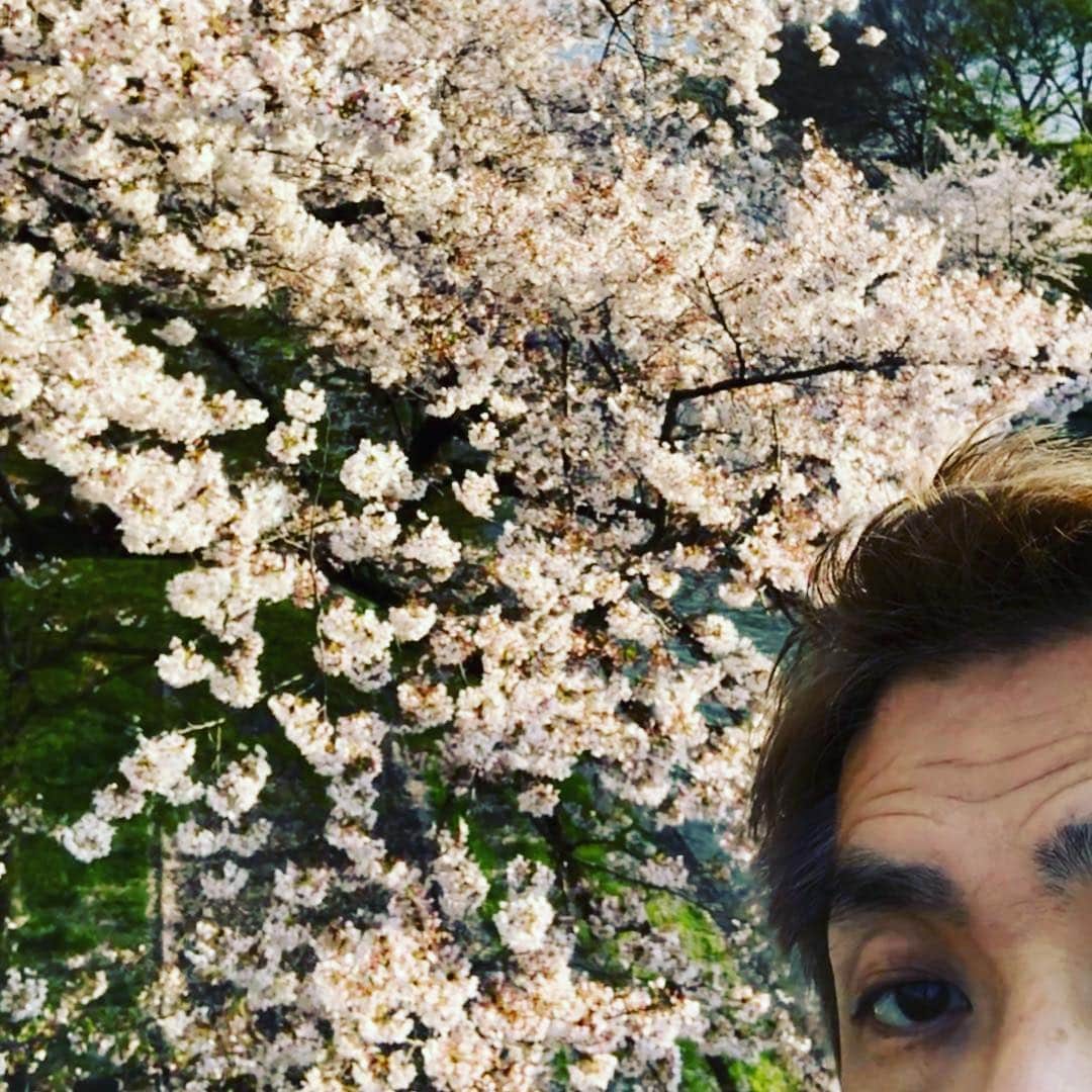 DJ SANCONさんのインスタグラム写真 - (DJ SANCONInstagram)「満開🌸  The cherry blossoms are in full bloom.  #桜 #京都桜 #京都伏見桜  #cherryblossoms」4月9日 6時16分 - djsancon