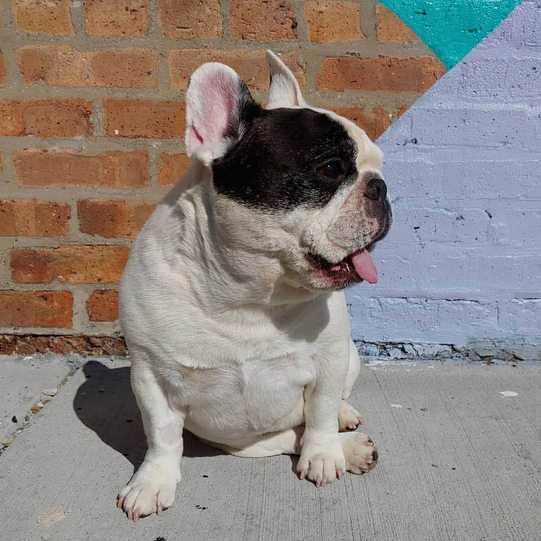 Manny The Frenchieのインスタグラム：「Take that Monday! 😛」