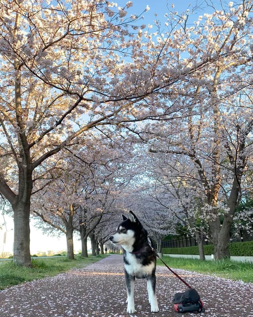 くろさんのインスタグラム写真 - (くろInstagram)「🌸朝んぽ🌸 #ソメイヨシノ #cherryblossom  #柴犬と桜 #桜と柴犬 #黒柴と桜 #桜と黒柴 #kuroshiba #blackshiba #shibainu #shibastagram #instadog #dogstagram #柴犬 #黒柴 #日本犬 #和犬 #いぬら部 #ふわもこ部 #柴犬部 #モフモフ生命体 #柴犬のいる暮らし #わんこのいる暮らし #わんこのいる生活 #わんこと一緒 #わんダフォ #わんだふるjapan #🌸🐕」4月9日 6時31分 - m6bmw