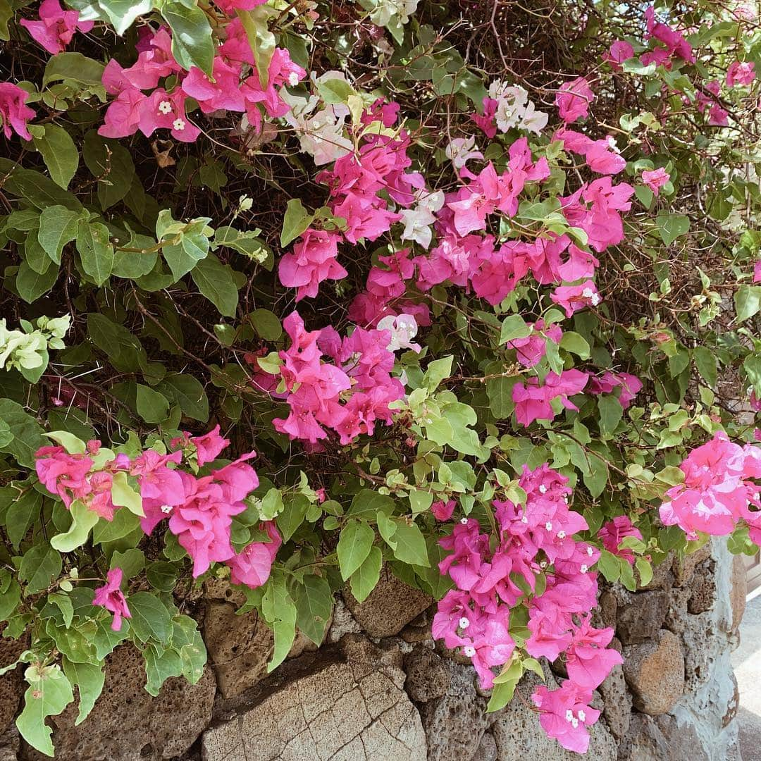 春名亜美さんのインスタグラム写真 - (春名亜美Instagram)「ＭＯＮＤＡＹ🌺 やっぱり今日も泣きながら行った長男。 先週の金曜日よりはマシだったけど、最後は先生に手を引かれて、こっちを振り返らず行きました 今日の夜は焼きそばが食べたいと言ってたから、今夜は焼きそばに決定😊 ・ ・ ・ #ハワイ #Hawaii #hawaiilife #ハワイ生活 #waikiki #ハワイ暮らし」4月9日 6時25分 - amiharunaami