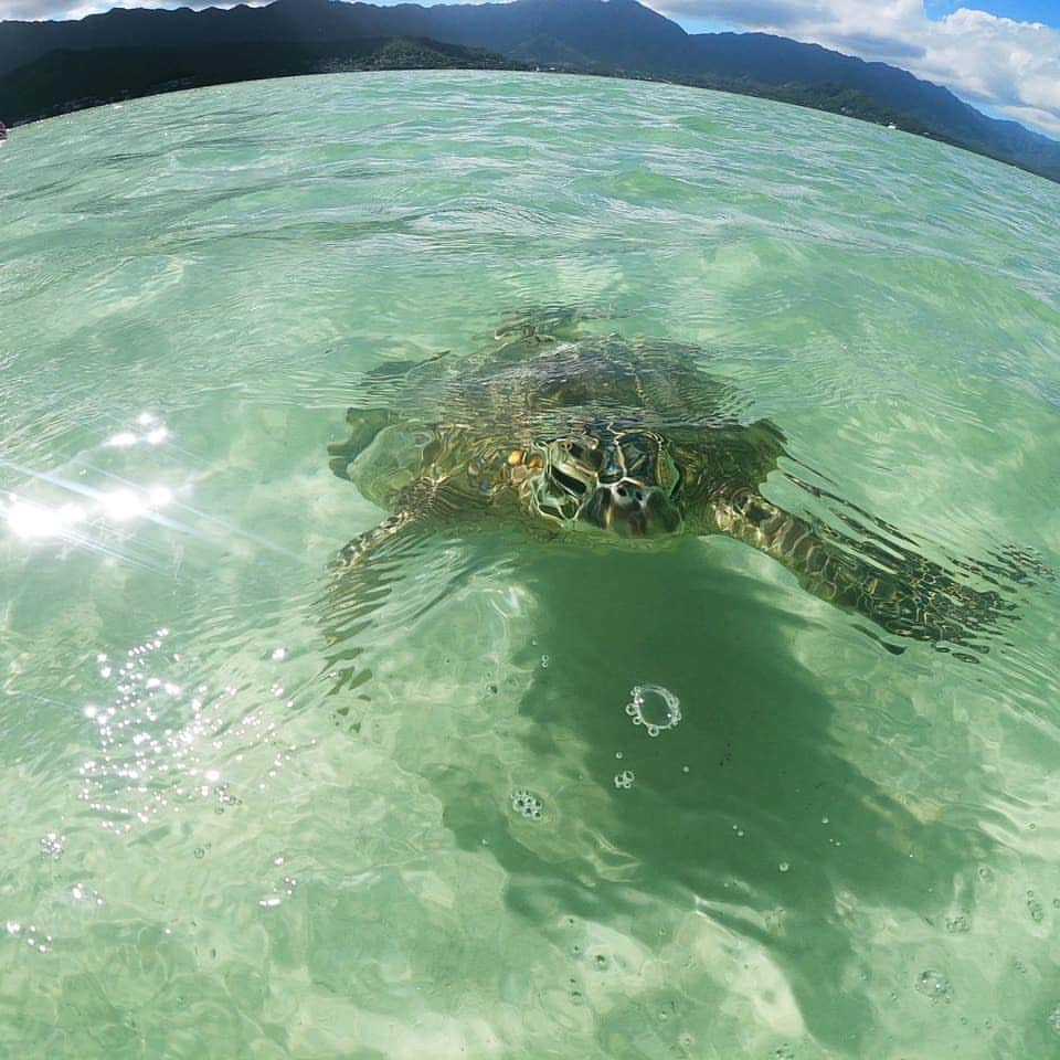 Luxury Cruise by Captain Bruceさんのインスタグラム写真 - (Luxury Cruise by Captain BruceInstagram)「か、かわいい… 🐢  #hi #captainbruce #sandbar #kaneohe #hawaii #oahu #oahulife #ahuolaka #honu #キャプテンブルース #天国の海 #アフオラカ #ハワイ大好き #絶景 #カメちゃん」4月9日 6時26分 - cptbruce_hi