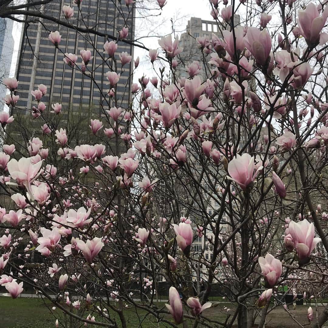 元井美貴さんのインスタグラム写真 - (元井美貴Instagram)「セントラルパークまでお散歩👣マグノリア(ですよね？)が綺麗でしたー✨このお花好きです😚 #centralpark #magnolia」4月9日 6時27分 - mikimotoi