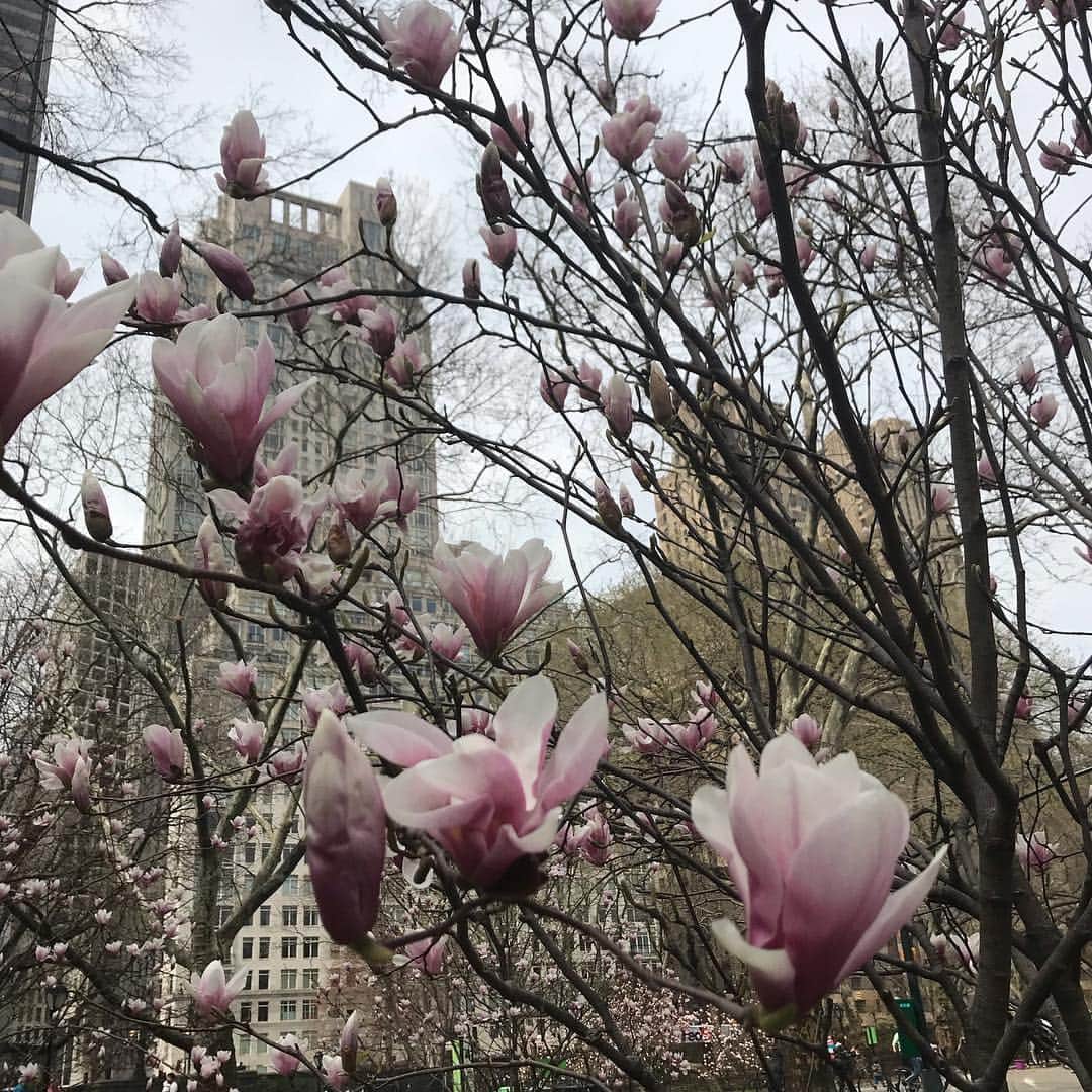元井美貴さんのインスタグラム写真 - (元井美貴Instagram)「セントラルパークまでお散歩👣マグノリア(ですよね？)が綺麗でしたー✨このお花好きです😚 #centralpark #magnolia」4月9日 6時27分 - mikimotoi