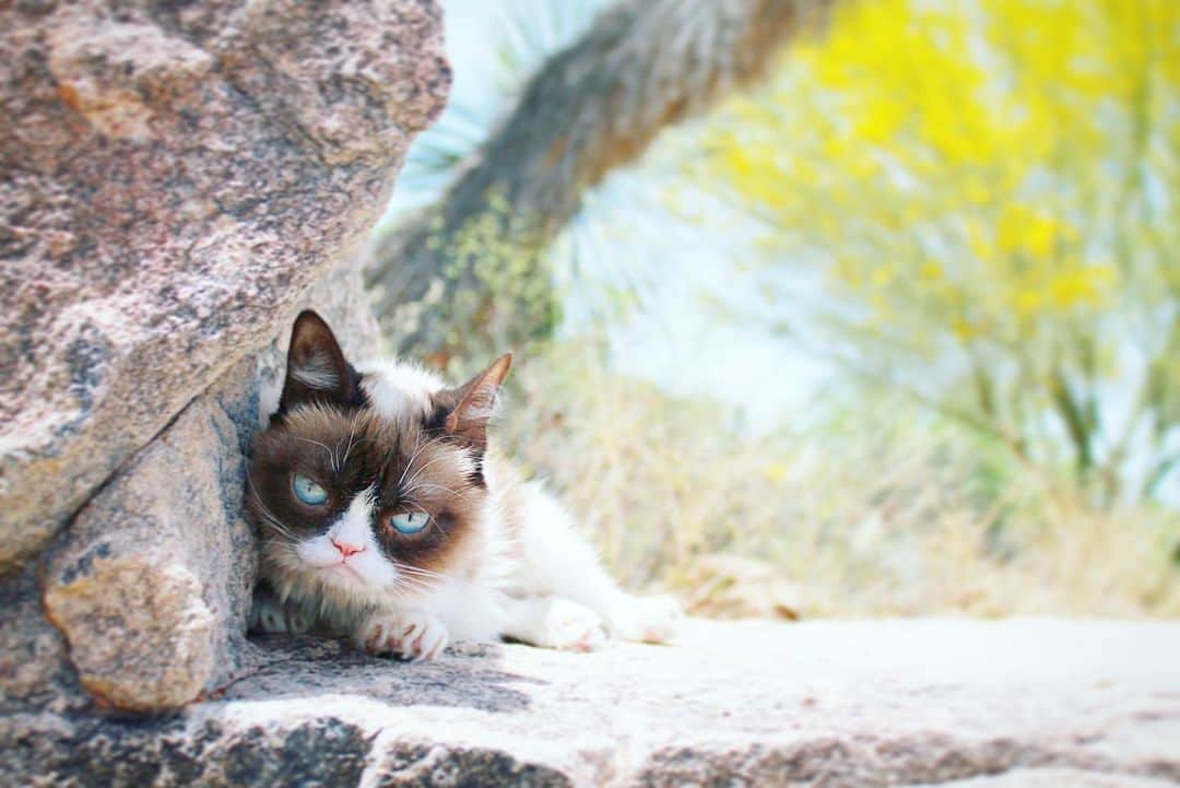 Grumpy Catさんのインスタグラム写真 - (Grumpy CatInstagram)4月9日 6時28分 - realgrumpycat