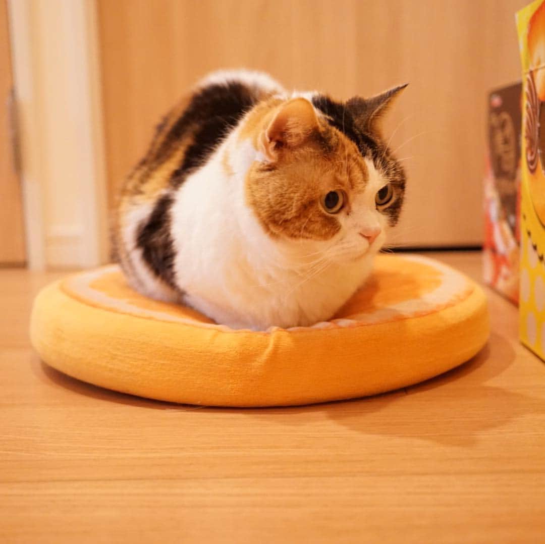 みかんさんのインスタグラム写真 - (みかんInstagram)「. Good morning〜☀️ . みかんの上で香箱座りしてるにゃ🍊 ちんまり💕 .  #足長マンチカン #munchkin #柑橘姉弟 #ネコ #catstagram #cats_of_instagram #ig_catclub  #whim_fluffy #excellent_cats #cat_of_instagram #catsloversworld #ニャンコキュートクラブ #nekoclub #にゃび #みんねこ #cat #instacat #bestcataward #eclatcat #にゃんすたぐらむ #ペコねこ部」4月9日 7時05分 - aja.ri