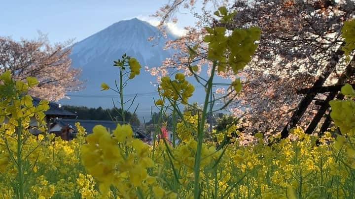 phantastic420のインスタグラム：「. 🤩🤩“Shizuoka” prefecture in Japan is a place where you can see the most “phantastic” Mt. Fuji🗻 in the world.🤩 #富士山 #mtfuji #japan #shizuoka #fujinomiya  #phantastic420photography #mostphantasticmtfuji #selamatpagi  #goodmorning  #おはようございます 😇😇😇😇😇😇😇🗻😇😇 ここもすごい勢いで満開に向かってます🌸🌸🌸」