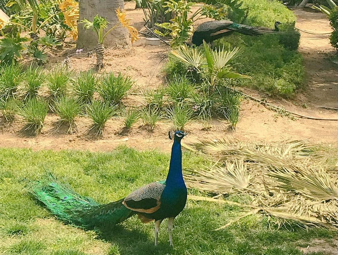 エディ・ポンさんのインスタグラム写真 - (エディ・ポンInstagram)「Wonderfool places, simply beautiful living with amazing Mother Nature. I’m truly grateful and blessed. #Rosarito #ensenada #mexico #edwlog @ed_wonder #explore #dare #wonder #wonderfool #arts #amazing #artiseverywhere #beautyisinthedetails」4月9日 7時16分 - yuyanpeng