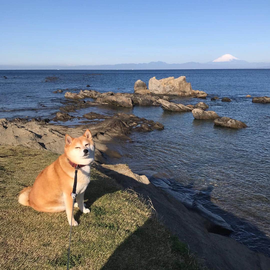 マル子のインスタグラム：「おはよー！ #マル子  #柴犬  #shiba  #富士マル子」