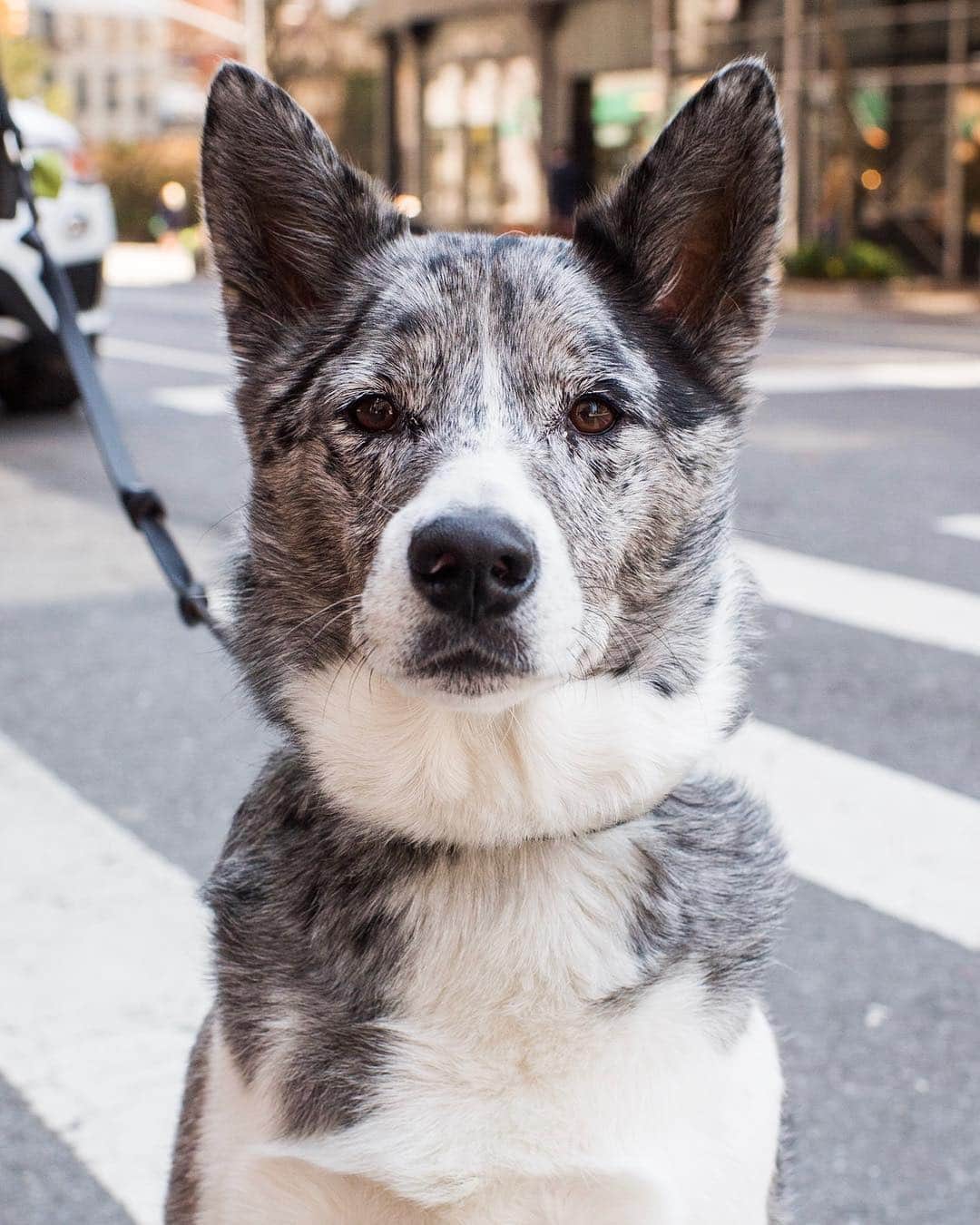 The Dogistさんのインスタグラム写真 - (The DogistInstagram)「Neko, Shiba Inu/Border Collie/Australian Shepherd mix (3 y/o), Lafayette & Broome St., New York, NY • “Her name means ‘cat’ in Japanese. She’s recently been getting defensive of people hugging. If she sees me hugging someone else she gets defensive. She doesn’t like sharing. She’s an only child.” @nekothedognamedcat」4月9日 7時21分 - thedogist