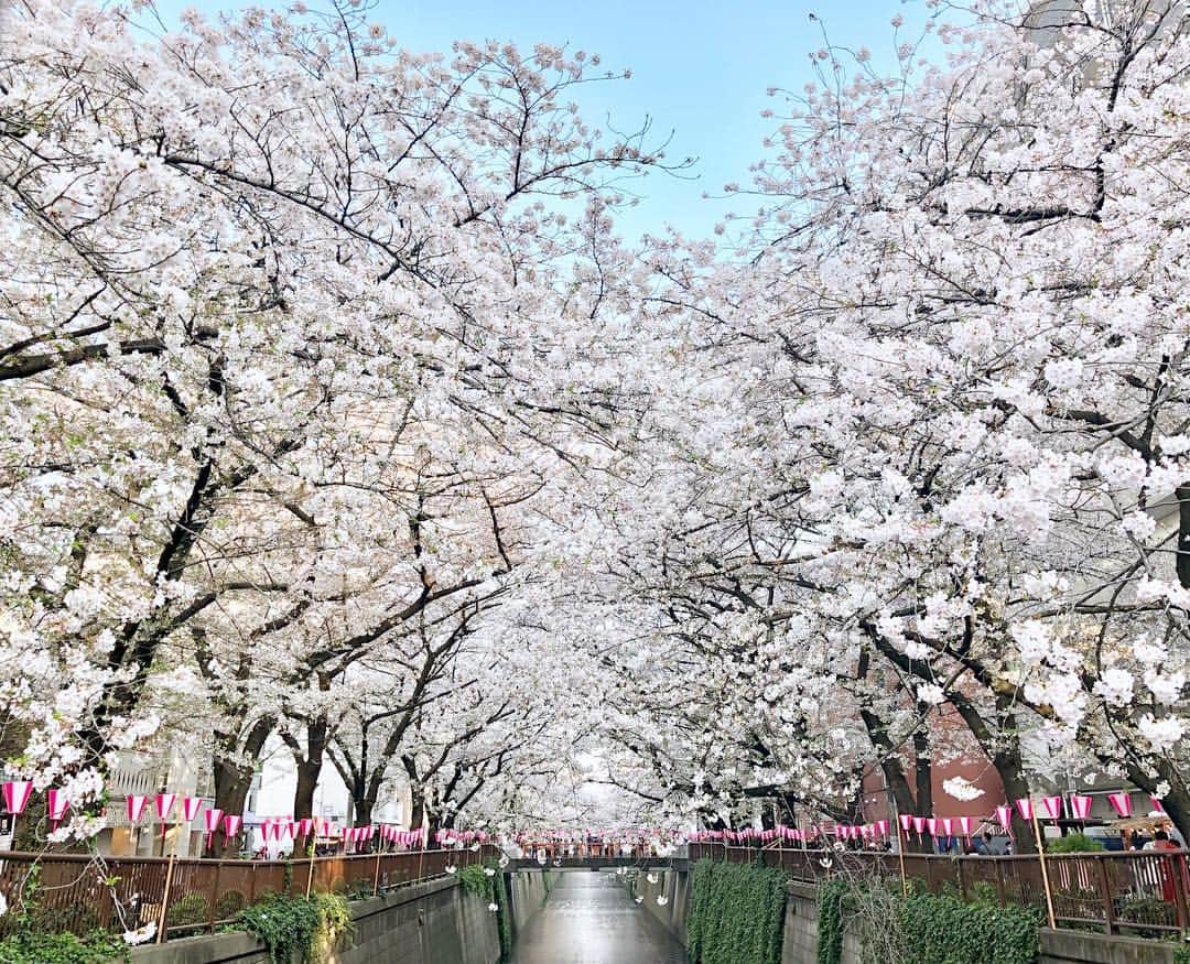のインスタグラム：「散り際も綺麗。  #目黒川 #中目黒 #目黒川の桜 #桜 #満開 #igersjp #ig_japan #igers  #cherryblossom #wonderful_places #tokyo #hanami  #tokyocameraclub #beautiful #beautifuldestinations  #earthfocus #travelgram #jalan_sakura2020」