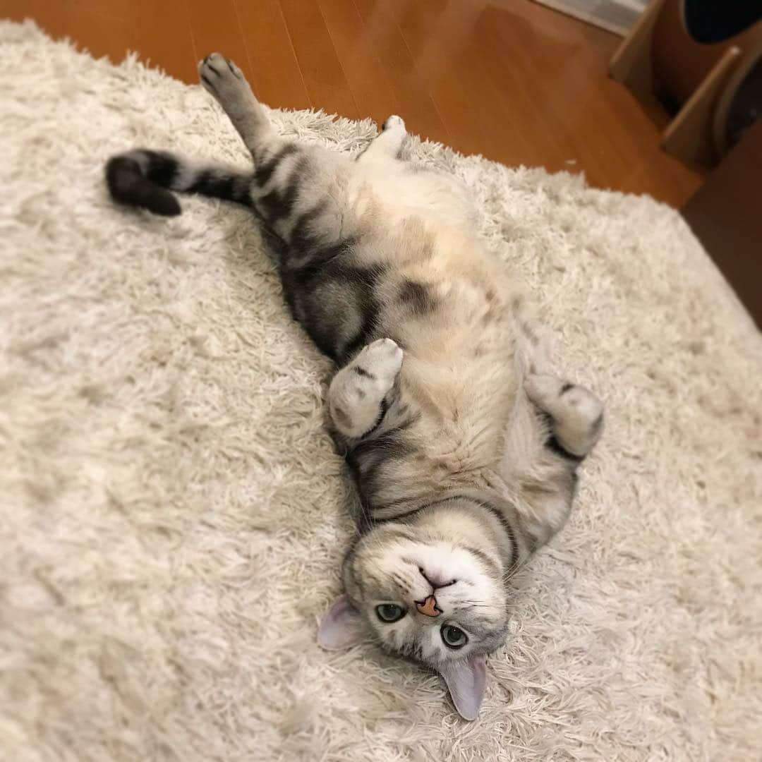 Alain アランさんのインスタグラム写真 - (Alain アランInstagram)「Good morning! Bonjour! Upside down cat! * おはようございますにゃん！ ヘソ天、決まったにゃ！ #ヘソ天 #腹芸の貴公子 （立派なヘソ天よのう。どうしてこんなに長い時間、目線ありのヘソ天、するんだろう？ 笑） インスタの調子がよくないのか、6時台にアップしたのになかなか上がらず（送信中のまま止まる）。更新遅くなりました。 * #catstagram #cat_features  #topcatphoto #cutepetclub #catsofinstagram #ig_catclub #cats_of_world #meowsandwoofs #meowvswoof#nc_cuties #excellent_cats #catstocker  #bestmeow #magnificenteowdels#bestcats_oftheworld#INSTACAT_MEOWS #peco #スタペグラム#ペピ友#animalsco#mofmo#igersjp#みんねこ#ふわもこ部#アメショー#ビューティープロコンテスト @beautypro_contest #ねこにすとパネル希望」4月9日 7時59分 - alain_cat