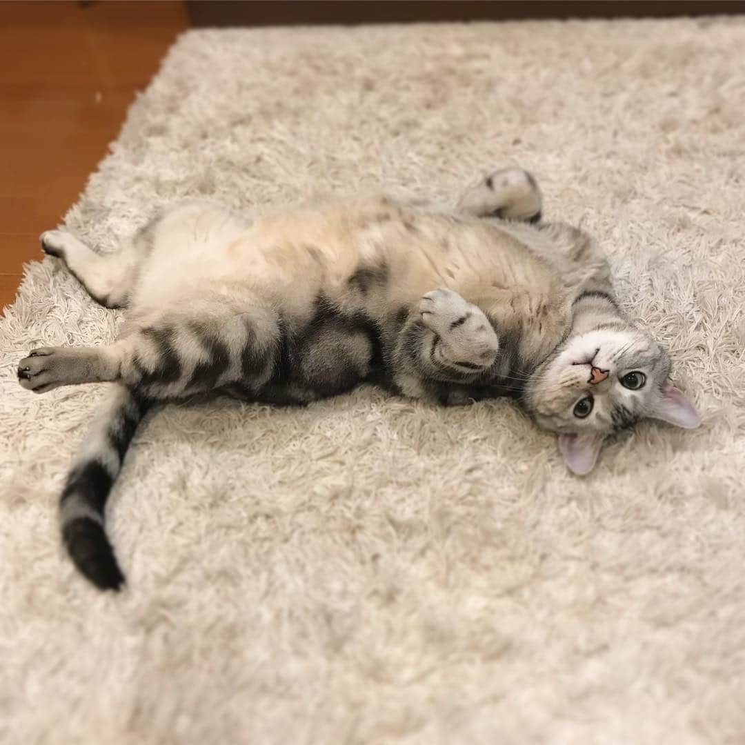 Alain アランさんのインスタグラム写真 - (Alain アランInstagram)「Good morning! Bonjour! Upside down cat! * おはようございますにゃん！ ヘソ天、決まったにゃ！ #ヘソ天 #腹芸の貴公子 （立派なヘソ天よのう。どうしてこんなに長い時間、目線ありのヘソ天、するんだろう？ 笑） インスタの調子がよくないのか、6時台にアップしたのになかなか上がらず（送信中のまま止まる）。更新遅くなりました。 * #catstagram #cat_features  #topcatphoto #cutepetclub #catsofinstagram #ig_catclub #cats_of_world #meowsandwoofs #meowvswoof#nc_cuties #excellent_cats #catstocker  #bestmeow #magnificenteowdels#bestcats_oftheworld#INSTACAT_MEOWS #peco #スタペグラム#ペピ友#animalsco#mofmo#igersjp#みんねこ#ふわもこ部#アメショー#ビューティープロコンテスト @beautypro_contest #ねこにすとパネル希望」4月9日 7時59分 - alain_cat