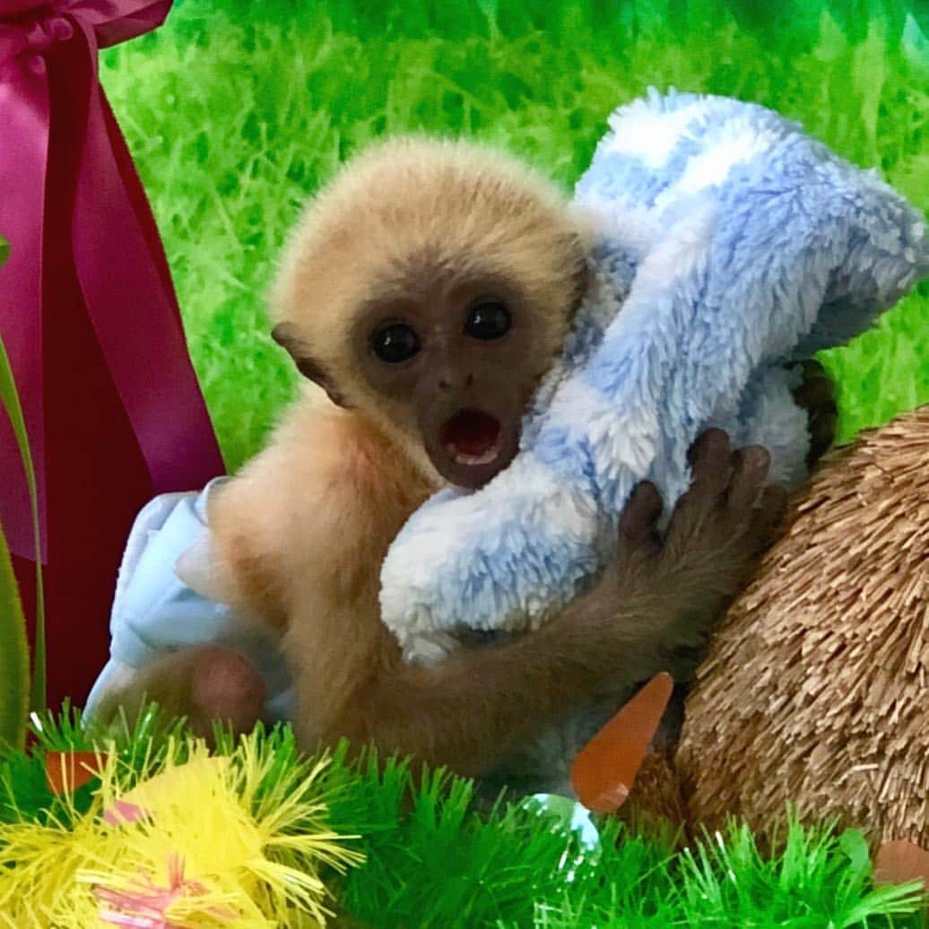 Zoological Wildlife Foundationさんのインスタグラム写真 - (Zoological Wildlife FoundationInstagram)「Meet Kasem, our three month old gibbon boy who’s getting ready for Easter💙🐣 .  #gibbon #ape #conservation #notpets #endangeredspecies #zwfmiami #zwf #babygibbon」4月9日 7時54分 - zwfmiami