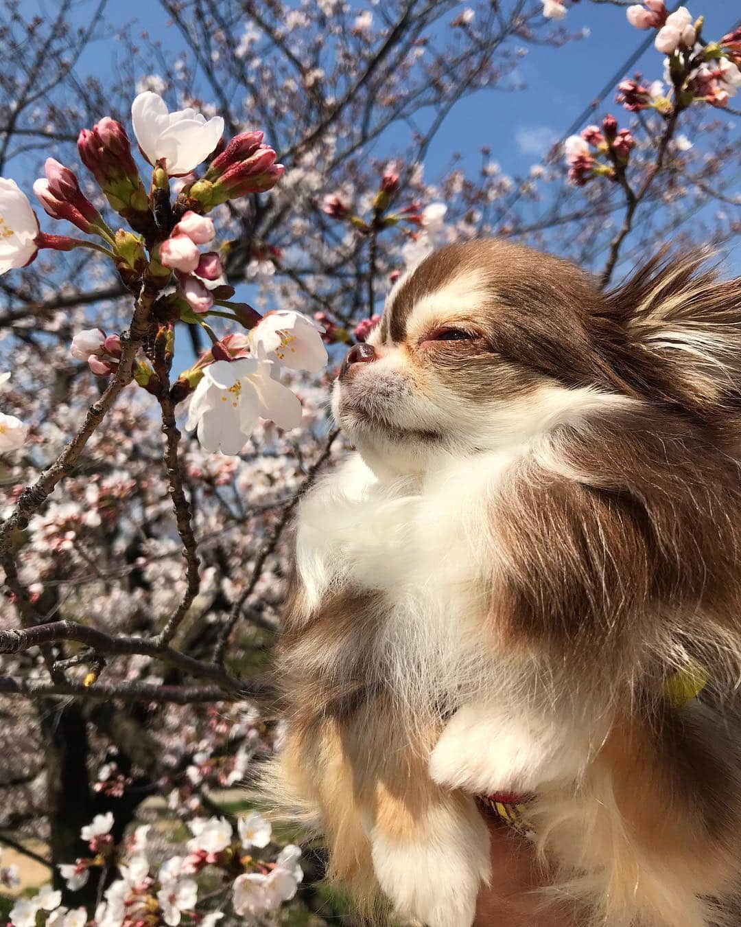 kayoのインスタグラム：「* * ん〜いい香り☺️🌸🌸🌸 * * Lychee💗🌸 * * #桜 #お花見 #chihuahua#chihuahualove#dogstgram#dog#instadog#チワワ#チワワ大好き * *」