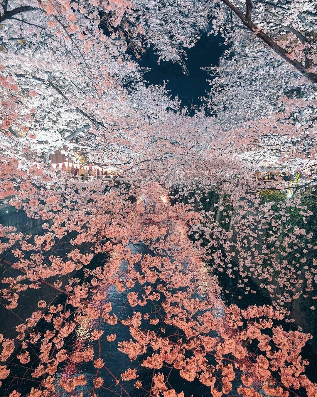 Instagramさんのインスタグラム写真 - (InstagramInstagram)「This is color in the time of cherry blossoms. 🌸🌸🌸 Berlin-based photographer Yuto Yamada (@tokio_kid) captured his native Tokyo “bursting with love and bliss” during this epic cherry blossom season. Follow along as we share more of our favorite submissions to last weekend’s hashtag project, #WHPfavoritecolor. Photo by @tokio_kid」4月9日 8時02分 - instagram