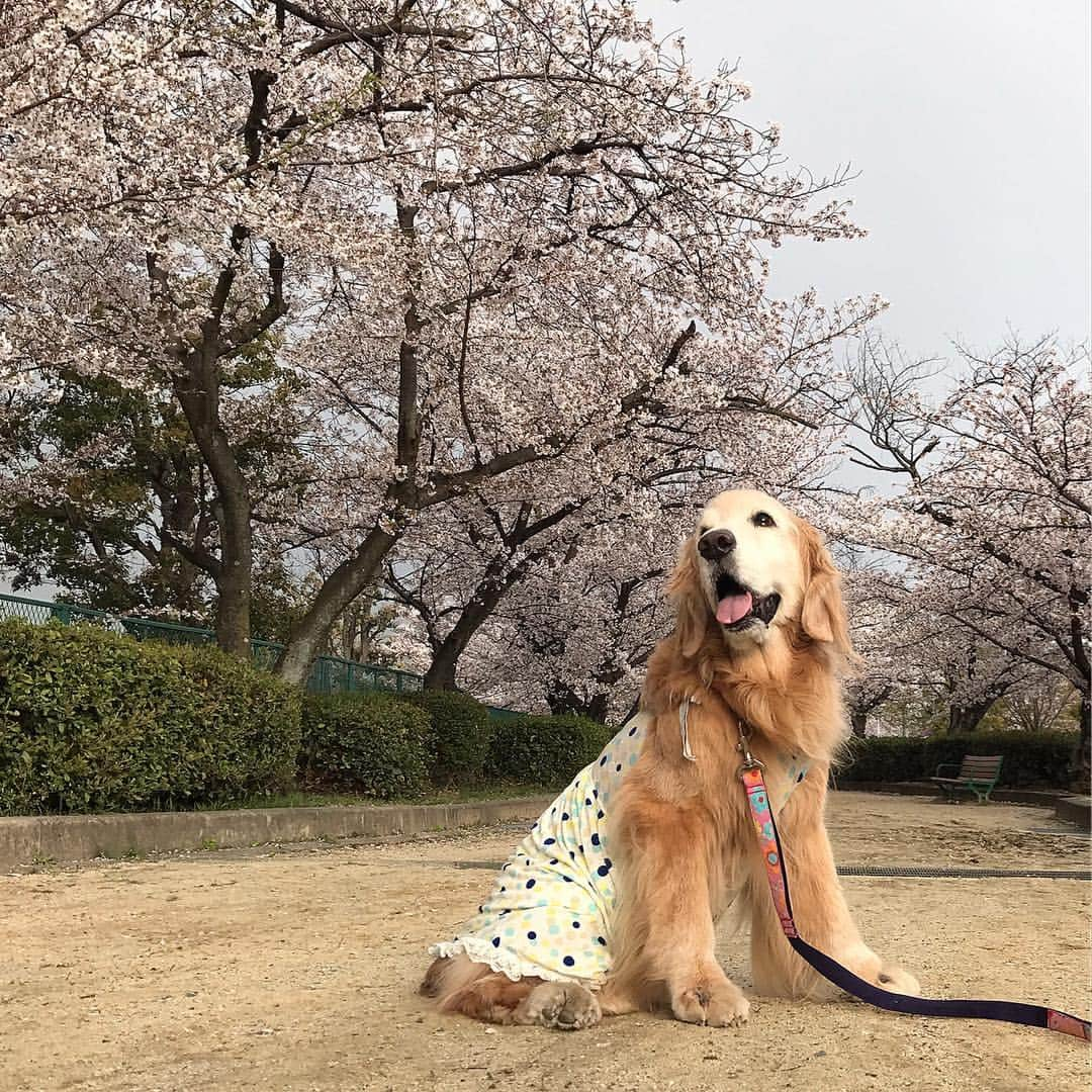 kei515yuさんのインスタグラム写真 - (kei515yuInstagram)「おはようございます。 近所の桜も満開です。 #dogsofinstagram #ゴールデンレトリバー #ilovegolden_retrievers #retrieversgram #petscorner #insta_animal #dog_ofinstagram #insta_dogs #gloriousgoldens #retriever #goldenretriever #犬バカ部 #igdog #gryuuko #topdogphoto #repost_ezyjp #retrieveroftheday #dogscorner #weeklyfluff #thedailygolden #dog_features #excellent_dogs #pecoいぬ部」4月9日 8時06分 - kei515yu