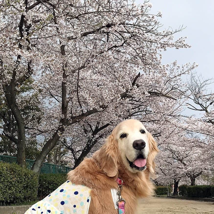 kei515yuさんのインスタグラム写真 - (kei515yuInstagram)「君の笑顔が大好きです。 I love your smile.  #dogsofinstagram #ゴールデンレトリバー #ilovegolden_retrievers #retrieversgram #petscorner #insta_animal #dog_ofinstagram #insta_dogs #gloriousgoldens #retriever #goldenretriever #犬バカ部 #igdog #gryuuko #topdogphoto #repost_ezyjp #retrieveroftheday #dogscorner #weeklyfluff #thedailygolden #dog_features #excellent_dogs #pecoいぬ部」4月9日 8時10分 - kei515yu