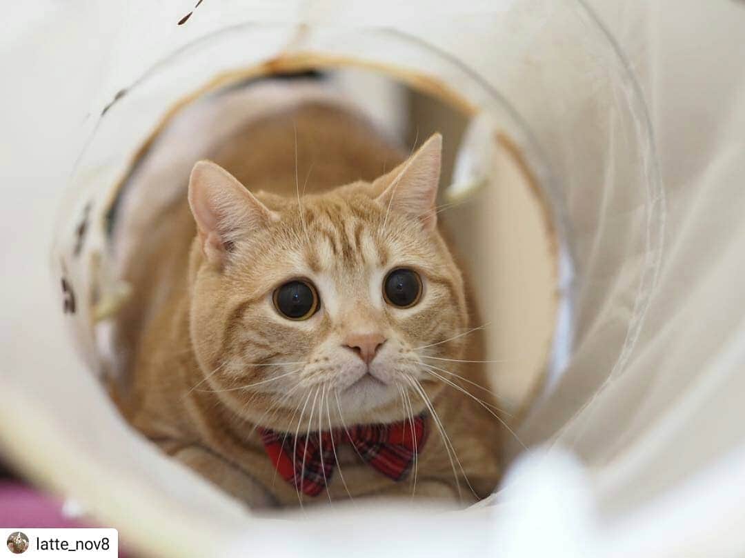 猫壱（ねこいち•ネコイチ）のインスタグラム