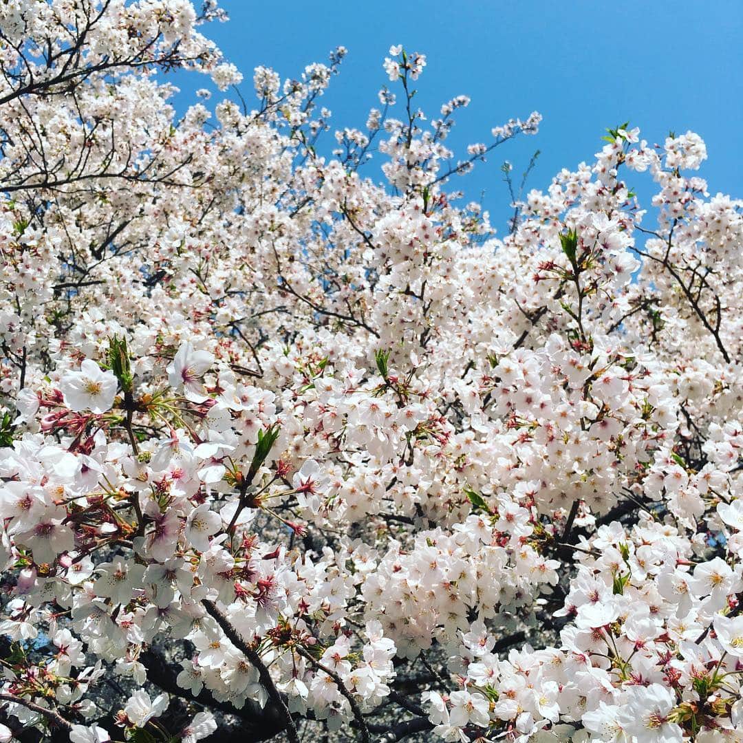 しおやてるこさんのインスタグラム写真 - (しおやてるこInstagram)「4月7日の山下公園の桜🌸キレイだったー！」4月9日 8時13分 - shiochin1129