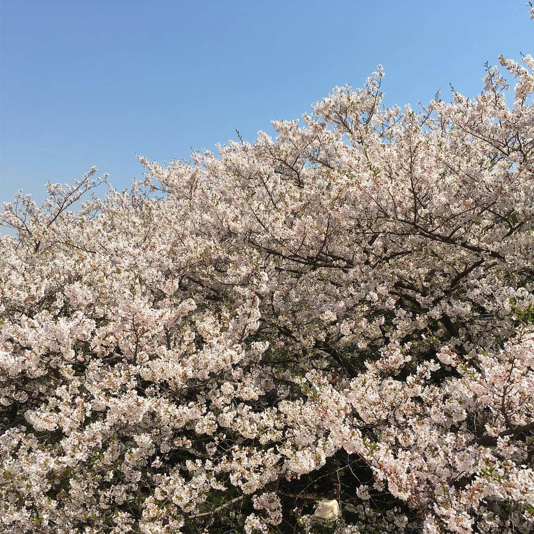 しおやてるこさんのインスタグラム写真 - (しおやてるこInstagram)「4月7日の山下公園の桜🌸キレイだったー！」4月9日 8時13分 - shiochin1129