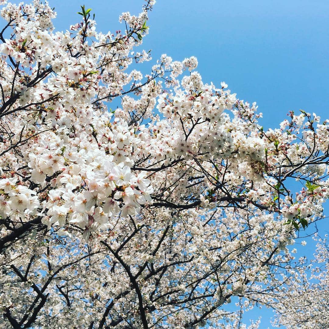 しおやてるこさんのインスタグラム写真 - (しおやてるこInstagram)「4月7日の山下公園の桜🌸キレイだったー！」4月9日 8時13分 - shiochin1129