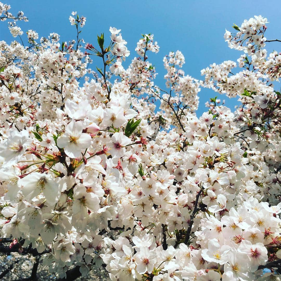 しおやてるこさんのインスタグラム写真 - (しおやてるこInstagram)「4月7日の山下公園の桜🌸キレイだったー！」4月9日 8時13分 - shiochin1129