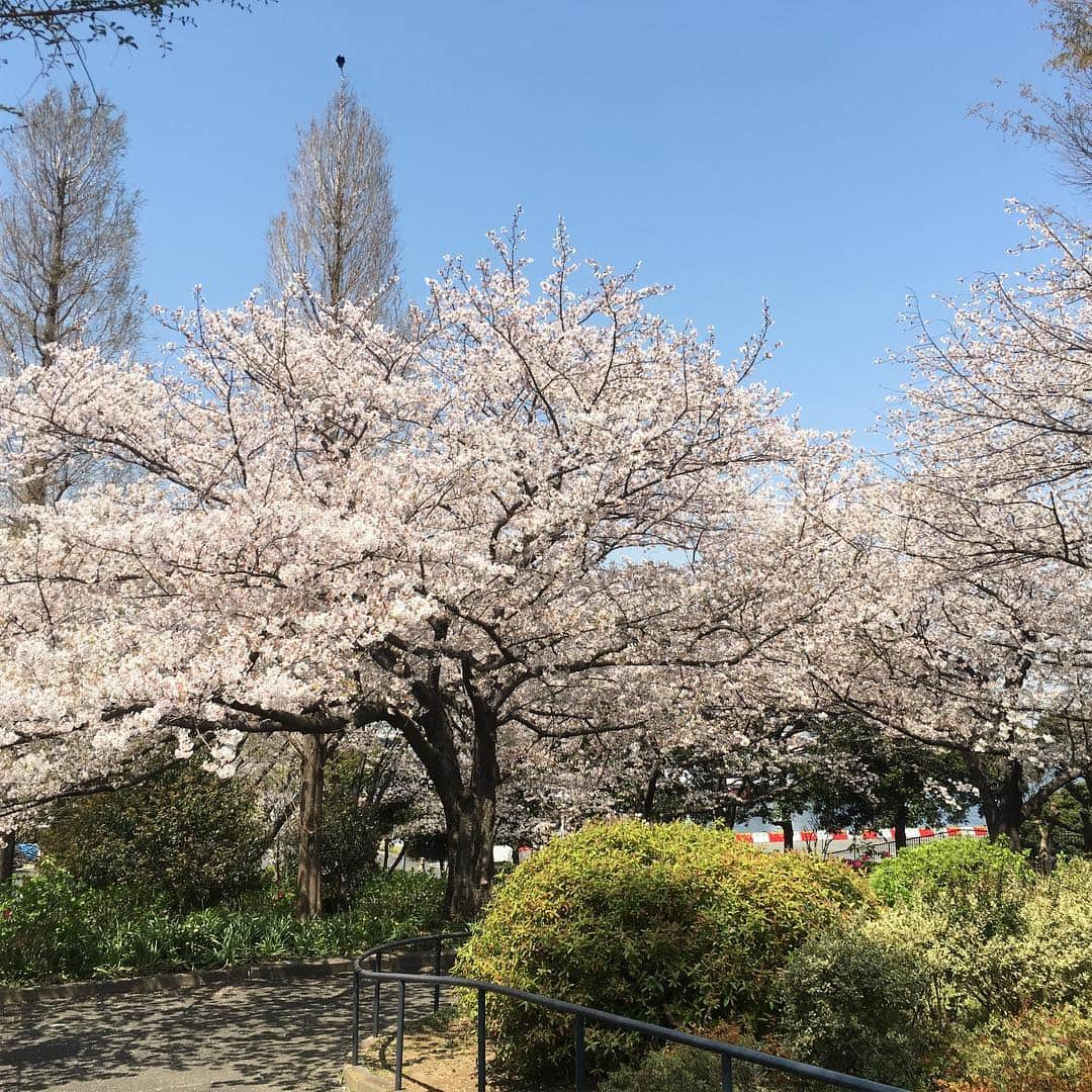 しおやてるこさんのインスタグラム写真 - (しおやてるこInstagram)「4月7日の山下公園の桜🌸キレイだったー！」4月9日 8時13分 - shiochin1129