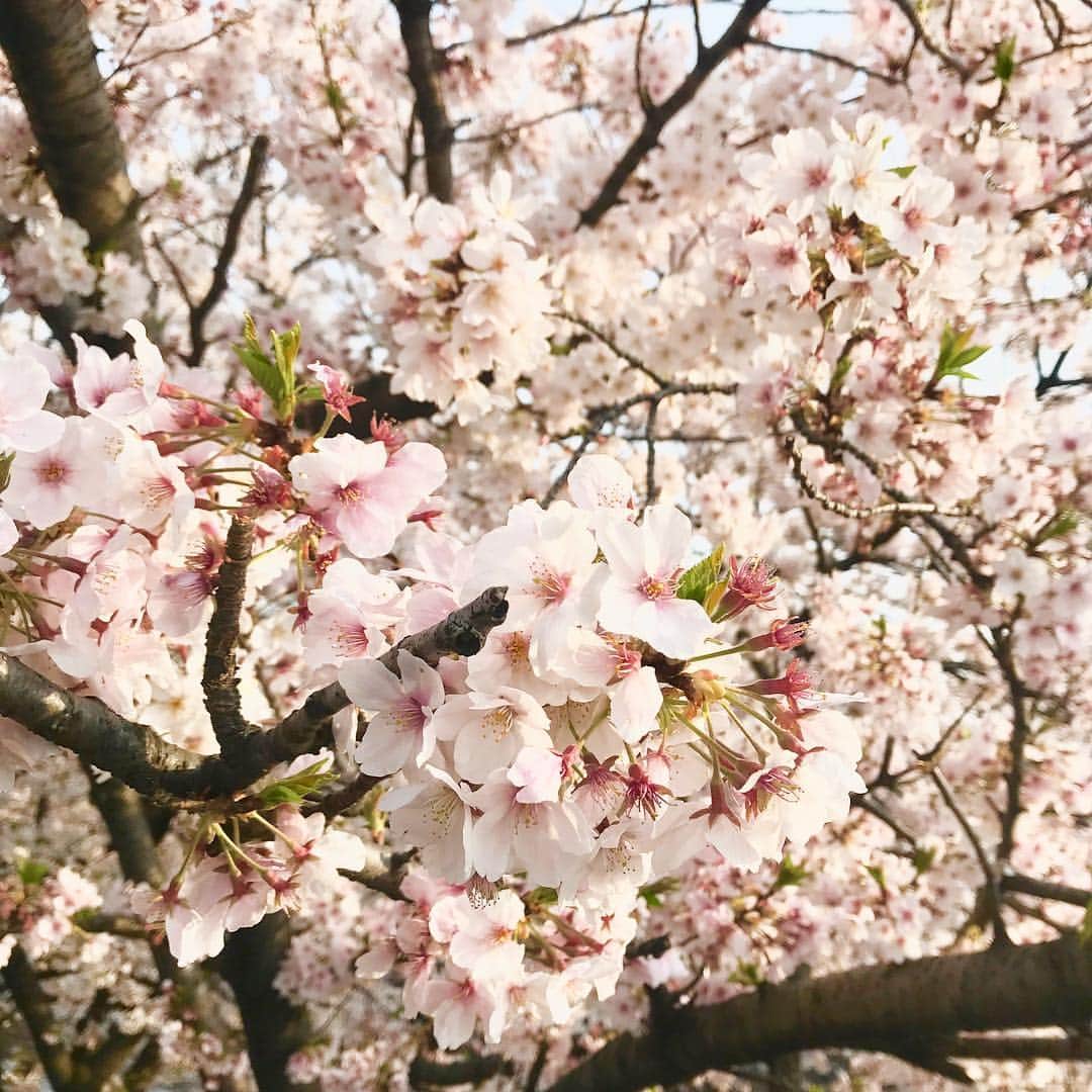 Marinaさんのインスタグラム写真 - (MarinaInstagram)「The weather was nice outside today🌸 . #spring #cherryblossom #sakura #Japan」4月9日 17時53分 - aldiousmarina