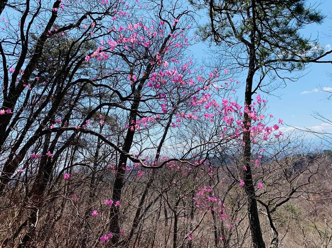 サトウヒロコさんのインスタグラム写真 - (サトウヒロコInstagram)「⛰ 【山が教えてくれること】 ‪何のために生きるかなんて‬ ‪わからなくたっていいじゃないの。‬ ‪歌っていても、歌っていなくても、勝負していても、勝負していなくても、君がいいなら何でもいいさ。  仕事はして欲しいけど、かじれるスネがあるならかじればいい。‬ 仕事も選ばなきゃいくらでもあるさね。  私は今ここで生きていますよ。 私はジプシーのようで 旅をして根を生やさぬうちにまた次の町に旅をして生きてきました。 旅をするように生きて、今はもう10年、この家は8年も暮らしています。 今年はこの町で土をまた耕すところから始めます。 せっせと働きましょう。  まっすぐ伸びた杉の木のように 私はこれからも ずっとまっすぐ生きるのだと思う。 正確には、まっすぐ生きさせてもらうんです私。 まっすぐな杉も唐松も、人が手入れしたものでしょう？ 人に委ね信じられるから、まっすぐ生きられるわけです。はい。 ぶつかりながら、交じり合いながら。 枝を落としてもらったりして、まっすぐ生きていきます。 ‪と、、気づいたら まあるくなりました。‬ まあるくなったら執着心がなくなり、美しいものがより美しく見えるようになりましたとさ。 ‪ 風が吹けば衣が剥がれぬようにすればいい。‬ 雨が降れば雨宿りを。 木の枝は手すりになり、 木の根は階段になる。 落ち葉と石で水は浄化されて、透明より透明な水を運ぶでしょう。 そんな水でじゃぶじゃぶと足で遊んで、とても清らかになって帰ってまいりましたとさ。  すみません。 オフでした（笑）  明日からまたお仕事頑張ります。 とくに、曲書きます。 書かせてください。 取り急ぎ書くので。  あ、 今夜7:30〜 CRT栃木放送『サトウヒロコ de  SHOW Neo!』 ゲストは永井 塁さん。  聞いてね♪  #サトウヒロコ #今日はお二人様 #山ガール #足利 #仙人が岳 #山登り #足利学校 #古印最中 #ゼンマイ #ヤシオツツジ #カタクリ」4月9日 17時53分 - satohiroko1208