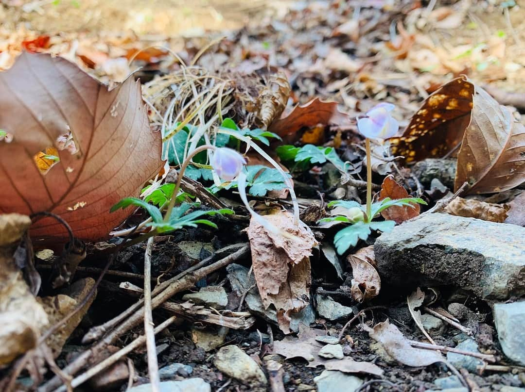 サトウヒロコさんのインスタグラム写真 - (サトウヒロコInstagram)「⛰ 【山が教えてくれること】 ‪何のために生きるかなんて‬ ‪わからなくたっていいじゃないの。‬ ‪歌っていても、歌っていなくても、勝負していても、勝負していなくても、君がいいなら何でもいいさ。  仕事はして欲しいけど、かじれるスネがあるならかじればいい。‬ 仕事も選ばなきゃいくらでもあるさね。  私は今ここで生きていますよ。 私はジプシーのようで 旅をして根を生やさぬうちにまた次の町に旅をして生きてきました。 旅をするように生きて、今はもう10年、この家は8年も暮らしています。 今年はこの町で土をまた耕すところから始めます。 せっせと働きましょう。  まっすぐ伸びた杉の木のように 私はこれからも ずっとまっすぐ生きるのだと思う。 正確には、まっすぐ生きさせてもらうんです私。 まっすぐな杉も唐松も、人が手入れしたものでしょう？ 人に委ね信じられるから、まっすぐ生きられるわけです。はい。 ぶつかりながら、交じり合いながら。 枝を落としてもらったりして、まっすぐ生きていきます。 ‪と、、気づいたら まあるくなりました。‬ まあるくなったら執着心がなくなり、美しいものがより美しく見えるようになりましたとさ。 ‪ 風が吹けば衣が剥がれぬようにすればいい。‬ 雨が降れば雨宿りを。 木の枝は手すりになり、 木の根は階段になる。 落ち葉と石で水は浄化されて、透明より透明な水を運ぶでしょう。 そんな水でじゃぶじゃぶと足で遊んで、とても清らかになって帰ってまいりましたとさ。  すみません。 オフでした（笑）  明日からまたお仕事頑張ります。 とくに、曲書きます。 書かせてください。 取り急ぎ書くので。  あ、 今夜7:30〜 CRT栃木放送『サトウヒロコ de  SHOW Neo!』 ゲストは永井 塁さん。  聞いてね♪  #サトウヒロコ #今日はお二人様 #山ガール #足利 #仙人が岳 #山登り #足利学校 #古印最中 #ゼンマイ #ヤシオツツジ #カタクリ」4月9日 17時53分 - satohiroko1208