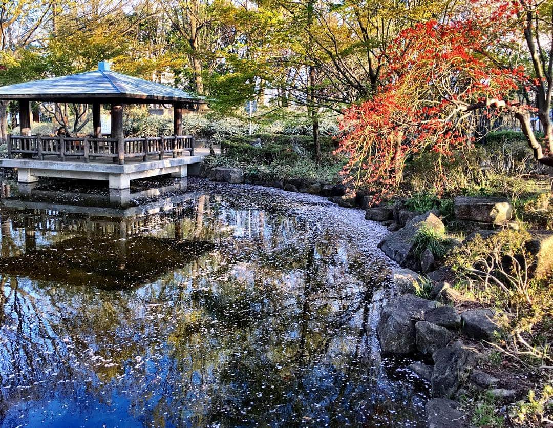 森田繁のインスタグラム：「井草は井草でも、井荻に近い井草森公園は花筏。」